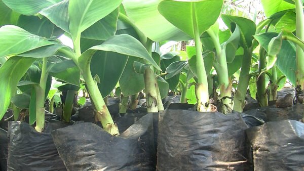 Plants de banane douce