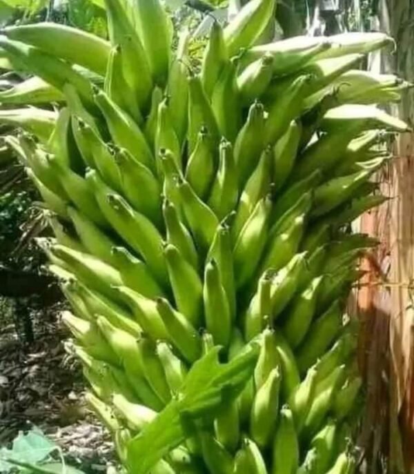 Plants de bananier plantain – Image 2