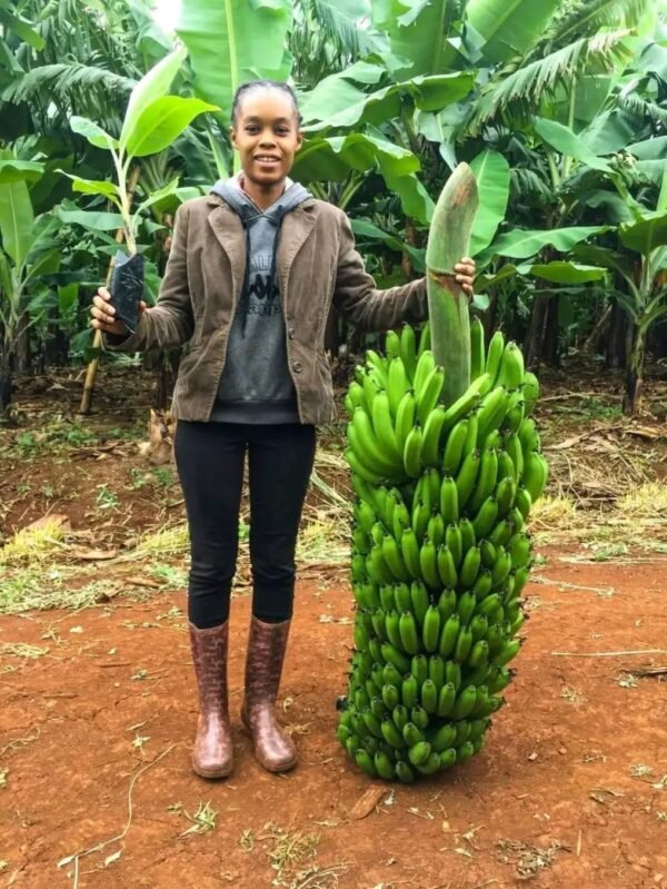 Plantain