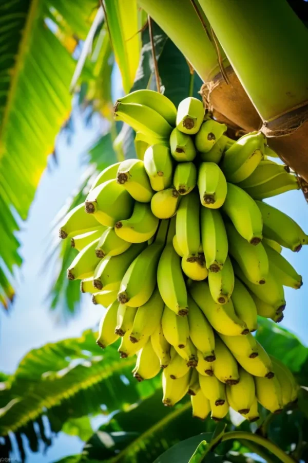Plants de banane douce – Image 4