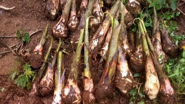 Plants de bananier plantain – Image 4