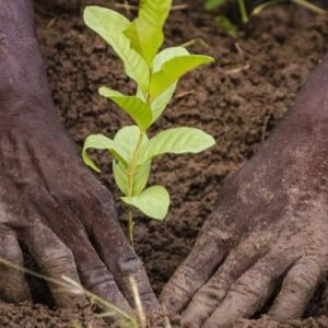 reboisement-en-Afrique-pour-lutter-contre-la-desertification-759x500